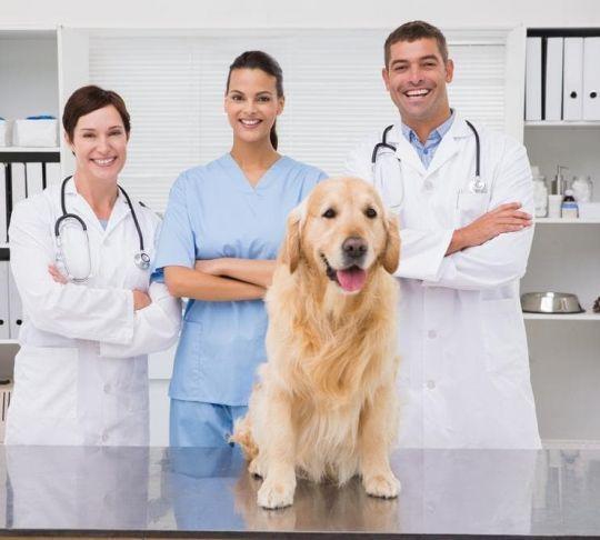 Veterinary offices can use VoIP in order to easily communicate with other staff members and their clients, too. veterinarians in office with dog