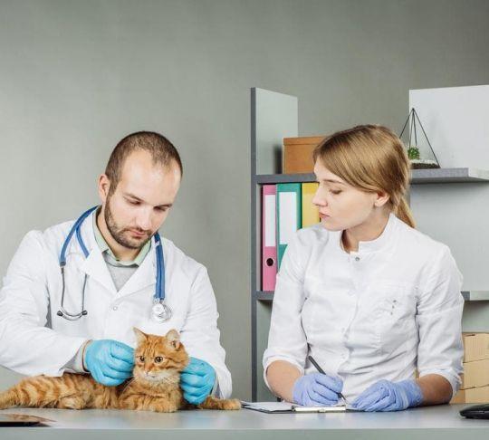 male and female veterinarian inspecting cat